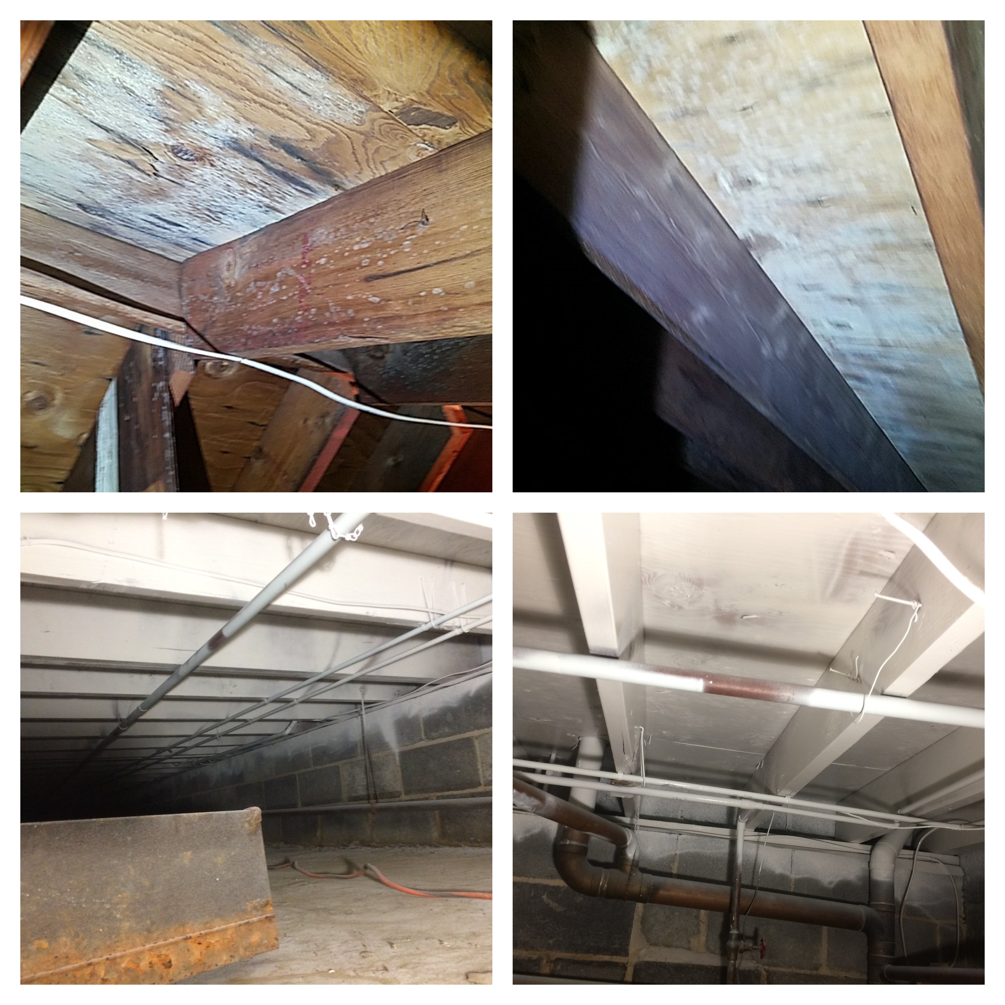 MVOC’s Microbial Volatile Organic Compounds & Mold